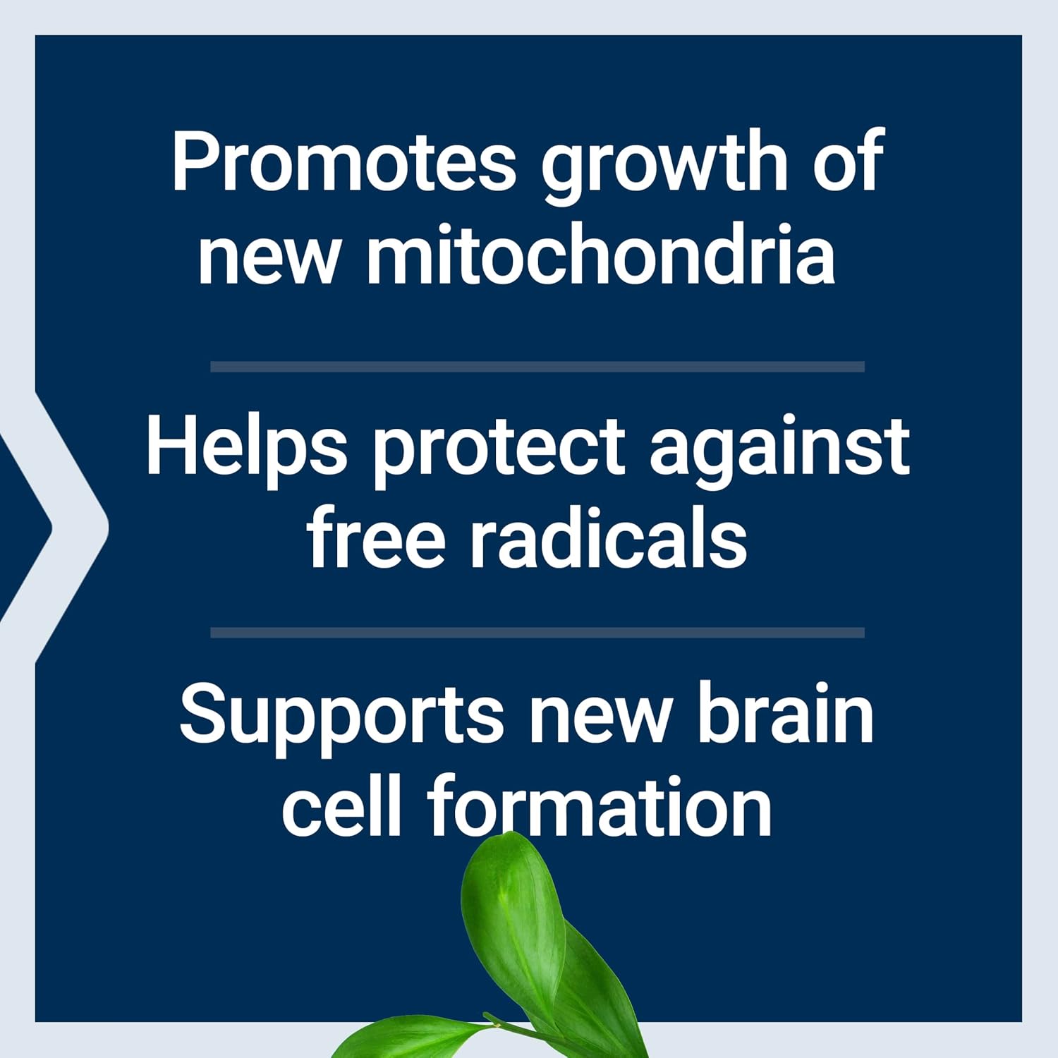 Life Extension Mitochondrial Basics con PQQ, L-Taurina y Ácido R-Lipoico - 30 Cápsulas