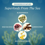 Snap Supplements Irish Sea Moss con Bladderwrack, Burdock Root y Yodo – 60 Cápsulas Veganas