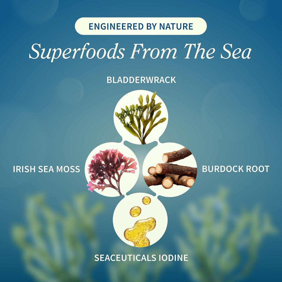 Snap Supplements Irish Sea Moss con – Quienes buscan un impulso natural de energía: Al apoyar el metabolismo – Image 3