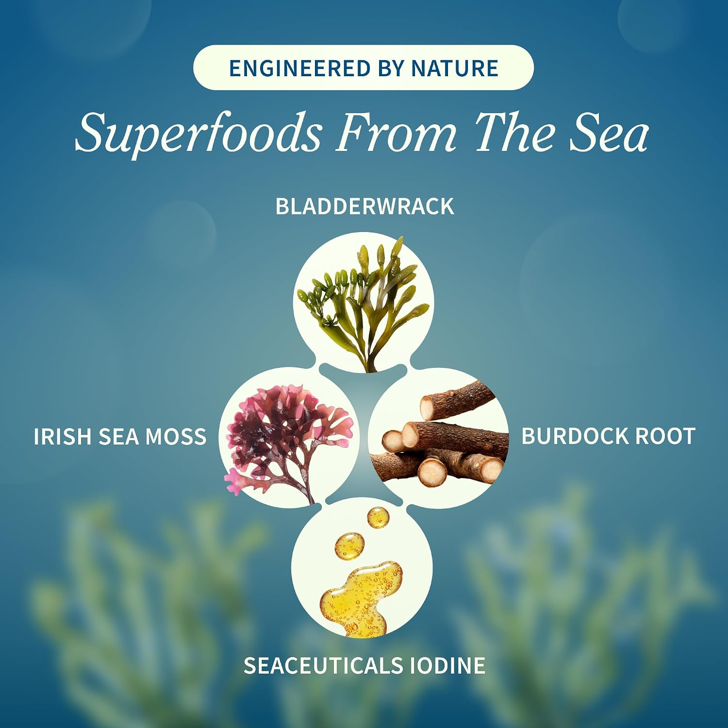 Snap Supplements Irish Sea Moss con Bladderwrack, Burdock Root y Yodo – 60 Cápsulas Veganas