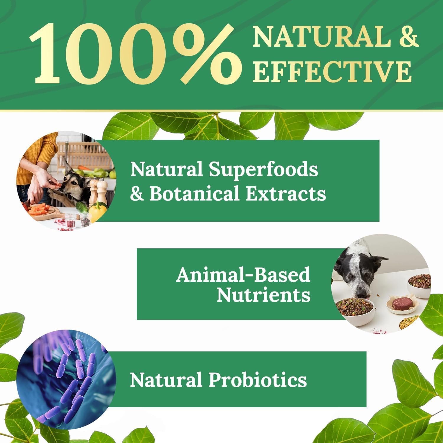 Pawbiotix Probióticos Líquidos para Perros – 1 oz (Suministro para 3 Meses) – Sabor Beacon – Fórmula Original