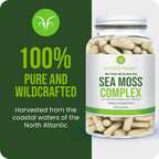 Antler Farms – Complejo de Musgo Marino Puro 130 Cápsulas – Musgo Irlandés Silvestre, Bladderwrack y Raíz de Bardana – Mezcla Potente para el Bienestar, Vegano, Sin Gluten, Soja ni Lácteos