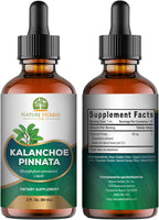 Kalanchoe Pinnata (Bryophyllum Pinnatum) Glicerita - Extracto Líquido de Hojas y Tallos - Suplemento Herbal Antioxidante - 60 ml