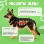 60 Count Probiotics Soft Chews – Made in The USA – Supplements for Gut Health, Digestive Support, Immune Support & Diarrhea Relief – Beef Flavor Dog Probiotic