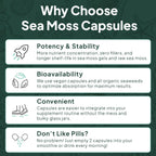 Organics Ocean Cápsulas de Musgo Marino Salvaje - 100% Orgánico con Chlorella, Bladderwrack y Vitamina D - 6 Botellas