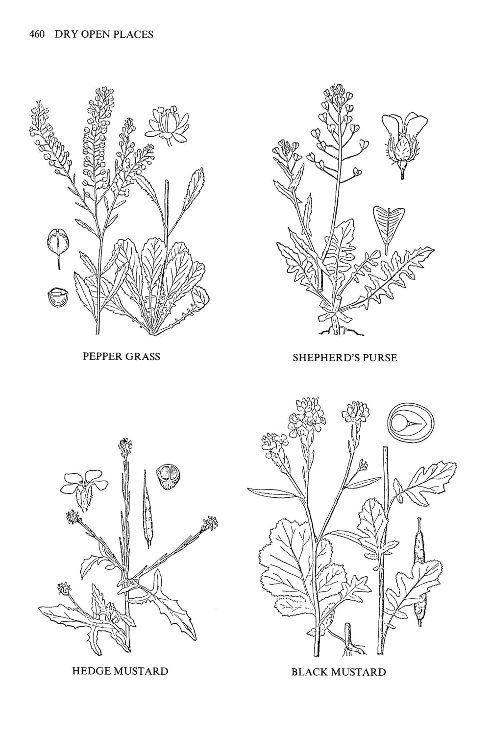 Usos Medicinales y Otros de las Plantas Norteamericanas: Un Estudio Histórico con Especial Referencia a las Tribus Indias Orientales