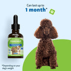 Pet Wellbeing Manzanilla para Perros - Suplemento Orgánico de Hierba Única - Apoyo Digestivo Suave y Calmante Holístico - Extracto Puro de Manzanilla - Formulado por Veterinarios, 59 ml