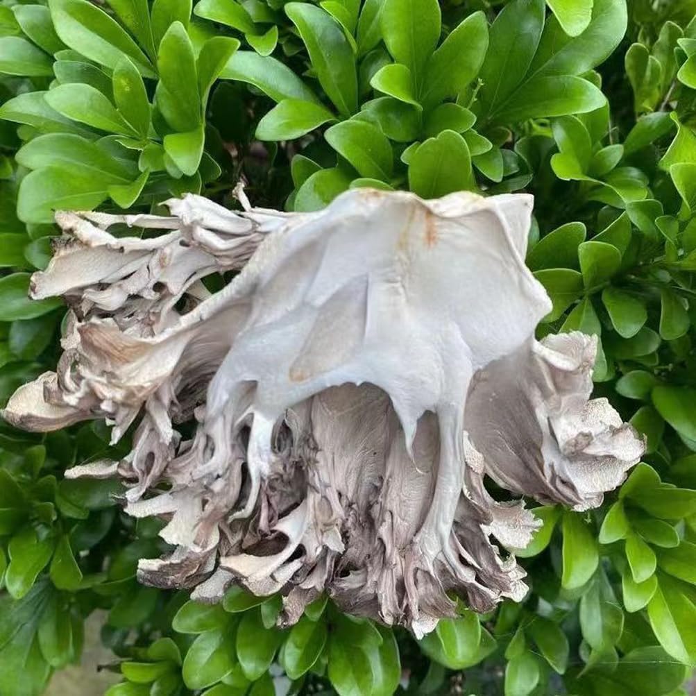 Maitake Mushroom Huishuhua (500g)