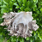 Maitake Mushroom Huishuhua (250g)