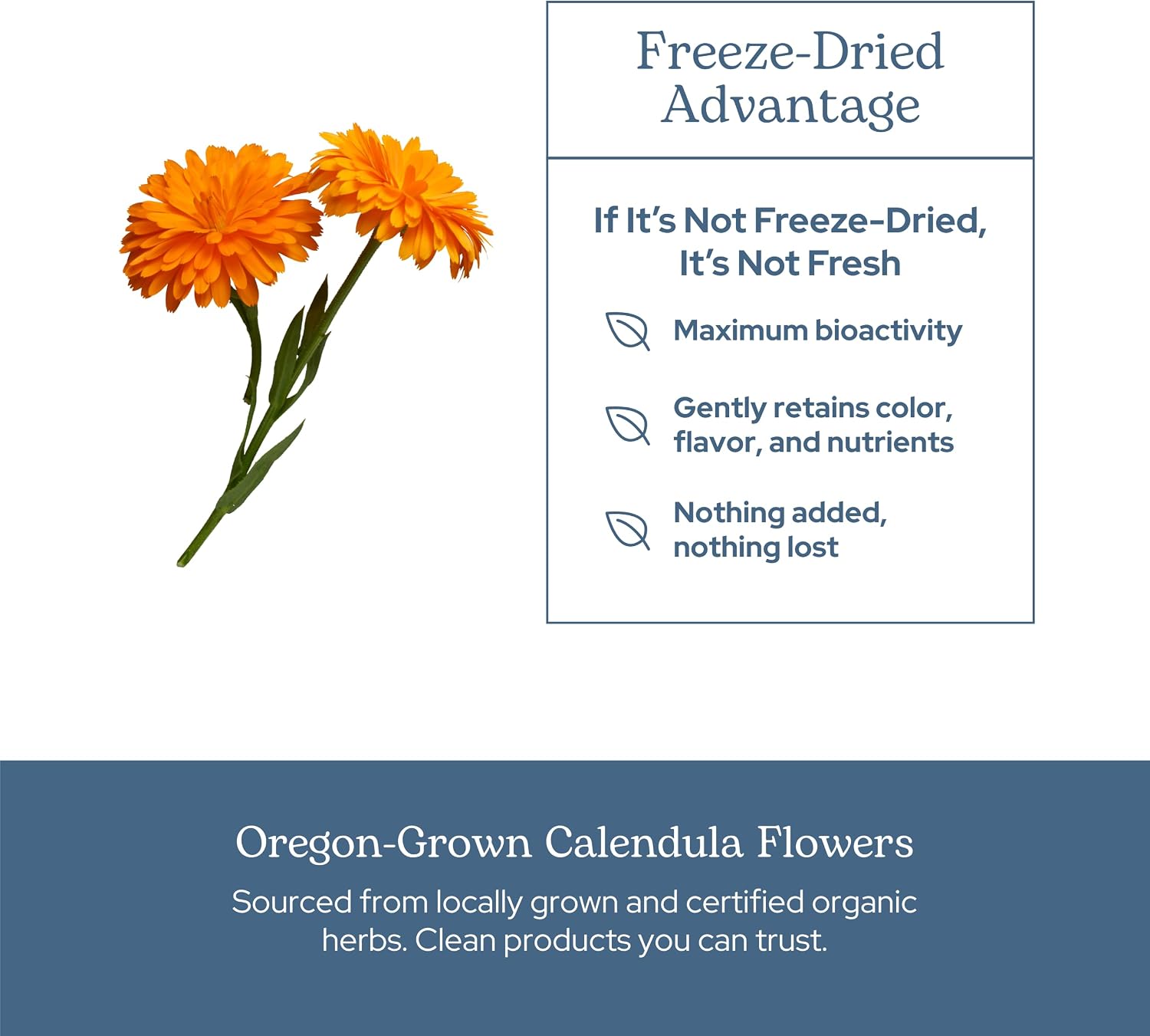 Eclectic Herb - Freeze-Dried Calendula Capsules - 90 Capsules (250 mg)