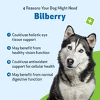 Pet Wellbeing Arándano (Bilberry) para Perros – 60 ml – Suplemento Líquido para la Visión y Salud Ocular