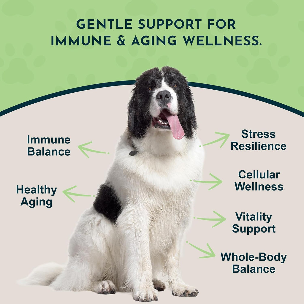 Animal Essentials Longevity Suplemento de Hongo Reishi para Perros y Gatos - Extracto en Polvo, Salud Cardiovascular y Hepática, Antioxidante - 50g
