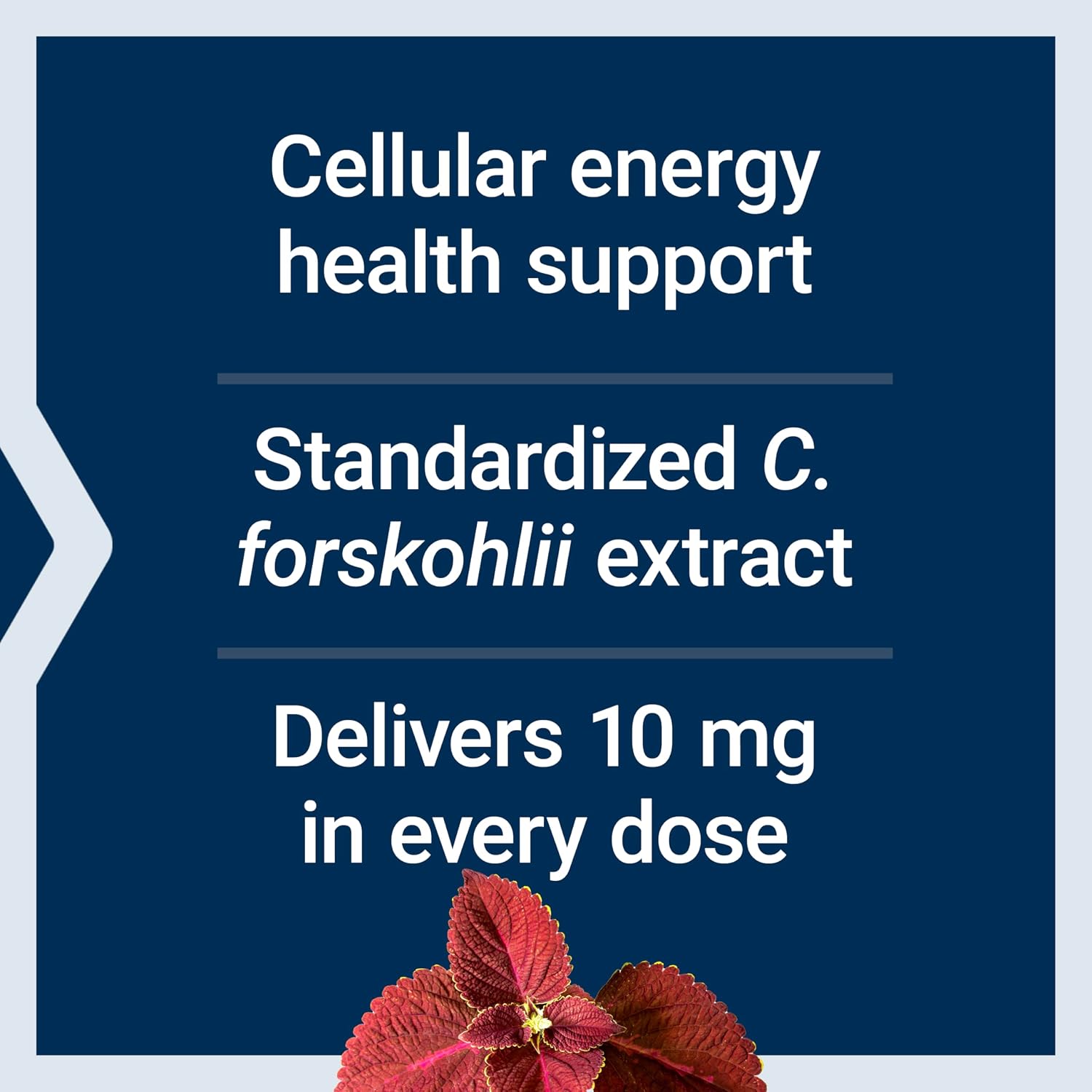 Life Extension Forskolin, 10 mg, Extracto Estandarizado, 60 Cápsulas Vegetales