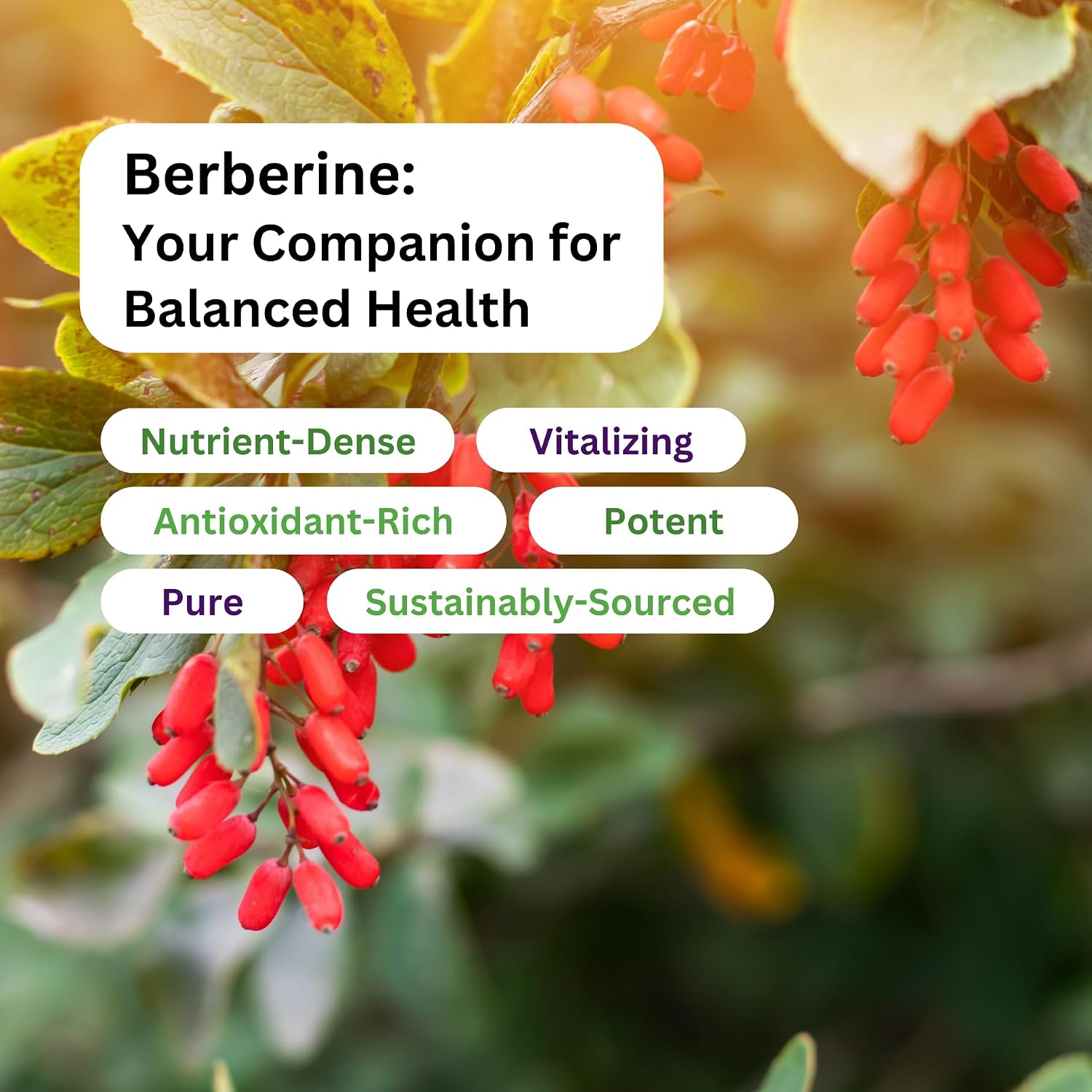 Extracto de Berberina 500 mg – Paradise Herbs, 180 Cápsulas Vegetales