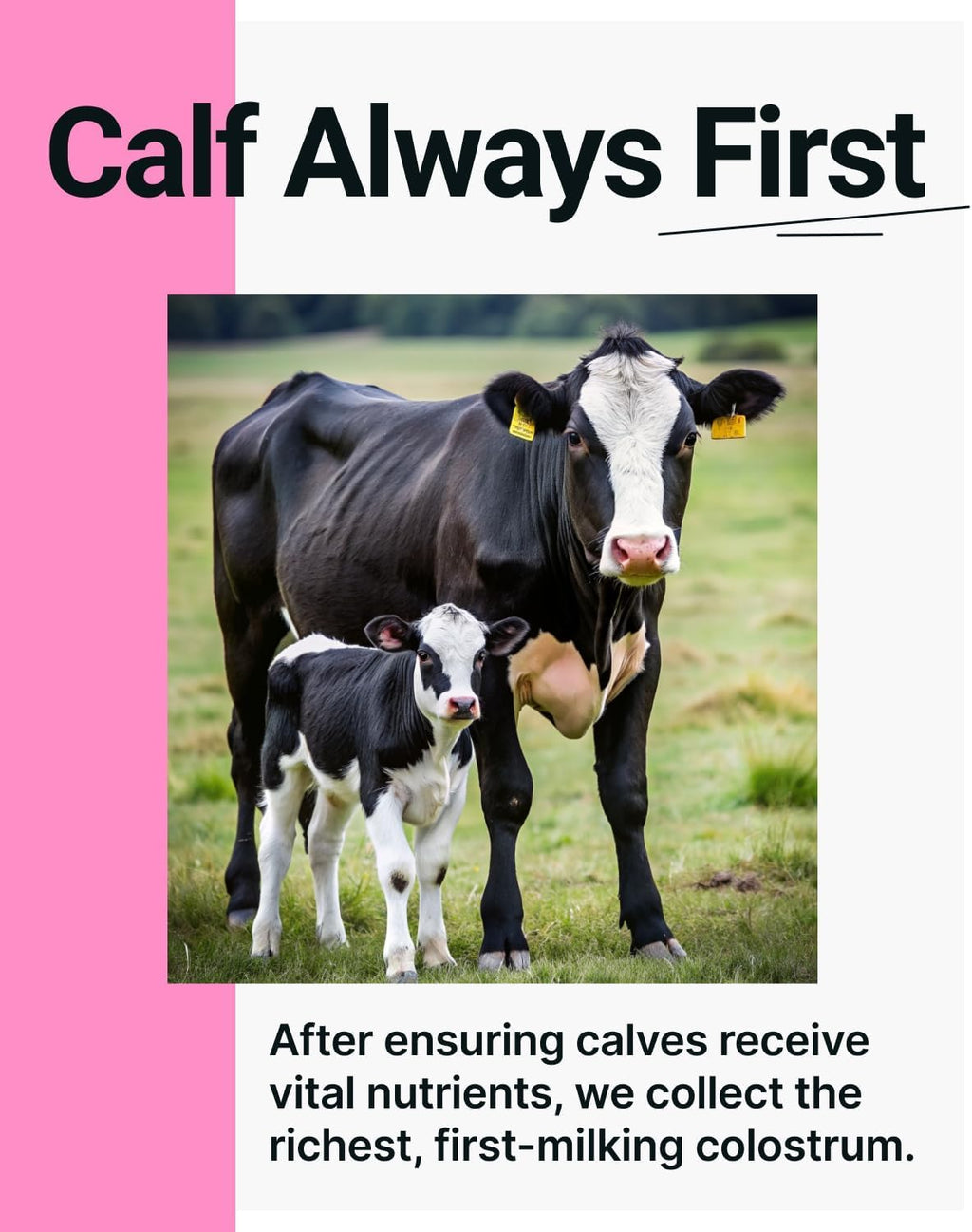 SonoHealth Cowabunga Colostrum - Calostro Bovino Puro en Polvo