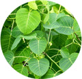 Valli Organics Polvo de Hojas de Peepal - 100g