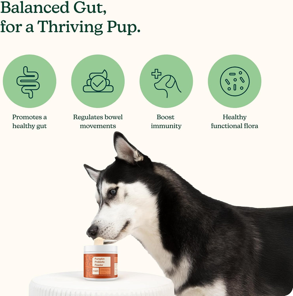 Reggie Pumpkin Probiotic Powder for Dogs | Probiótico en Polvo con Calabaza para Perros | 7 Cepas para la Salud Digestiva | 40 Dosis