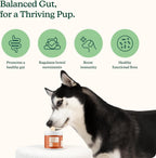 Reggie Pumpkin Probiotic Powder for Dogs | Probiótico en Polvo con Calabaza para Perros | 7 Cepas para la Salud Digestiva | 40 Dosis