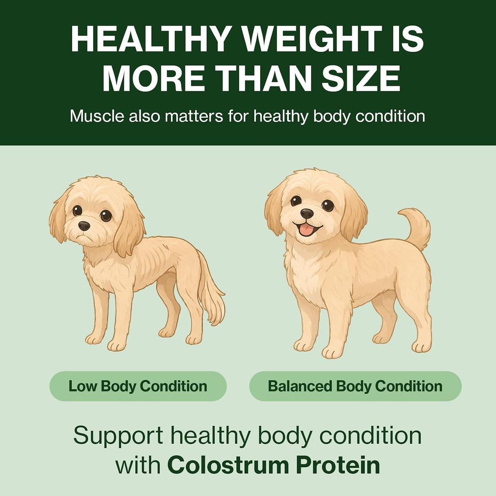 Doctor By Colostrum Protein para Perros y Cachorros – Suplemento de Proteína para Ganancia de Peso y Sistema Inmunitario – 30 Tubos