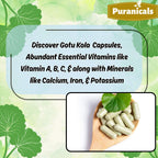 Gotu Kola Premium 320 Cápsulas No OGM y Sin Gluten | Suplemento Herbario | 600 mg Por Ración | Hecho con Polvo de Gotu Kola 100% Puro