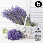 Cápsulas de Lavanda Orgánica - 90 Cápsulas Veganas para Relajación y Bienestar