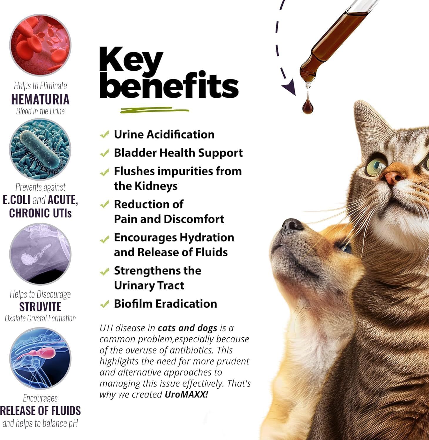 UroMAXX Tratamiento Urinario para Perros y Gatos, Soporte para Vejiga y Riñones, con Arándano y Glucosamina, Sabor a Salmón, 2 Botellas de 177 ml