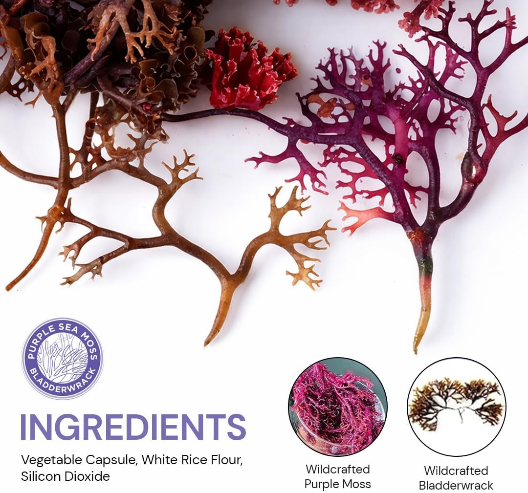 Cápsulas de Musgo Marino Púrpura y Bladderwrack | 2202mg Perfil Nutricional Completo - Mezcla de Algas Silvestres para el Bienestar Diario – 60 Cápsulas