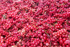Dragon Herbs - Schizandra Cápsulas - 100 Cápsulas, 500 mg Cada una
