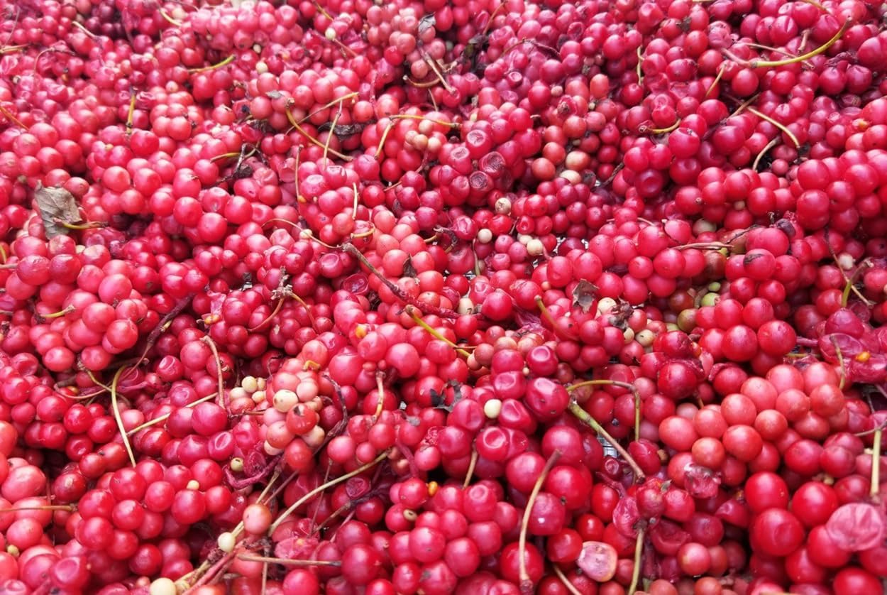 Dragon Herbs - Schizandra Cápsulas - 100 Cápsulas, 500 mg Cada una