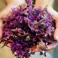 Premium Chondrus Crispus (Irish Moss) del Océano Atlántico Norte | Superalimento Natural | Cosecha Sostenible