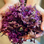 Premium Chondrus Crispus (Irish Moss) del Océano Atlántico Norte | Superalimento Natural | Cosecha Sostenible