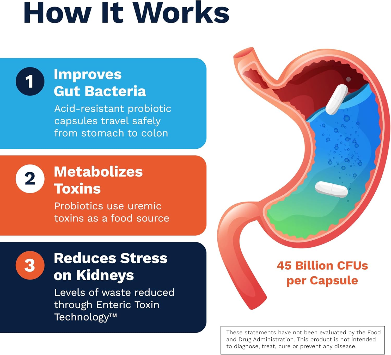 Renadyl Probiótico Renal | Apoyo para Urea, Creatinina y Ácido Úrico | 45 mil millones UFC | 60 Cápsulas