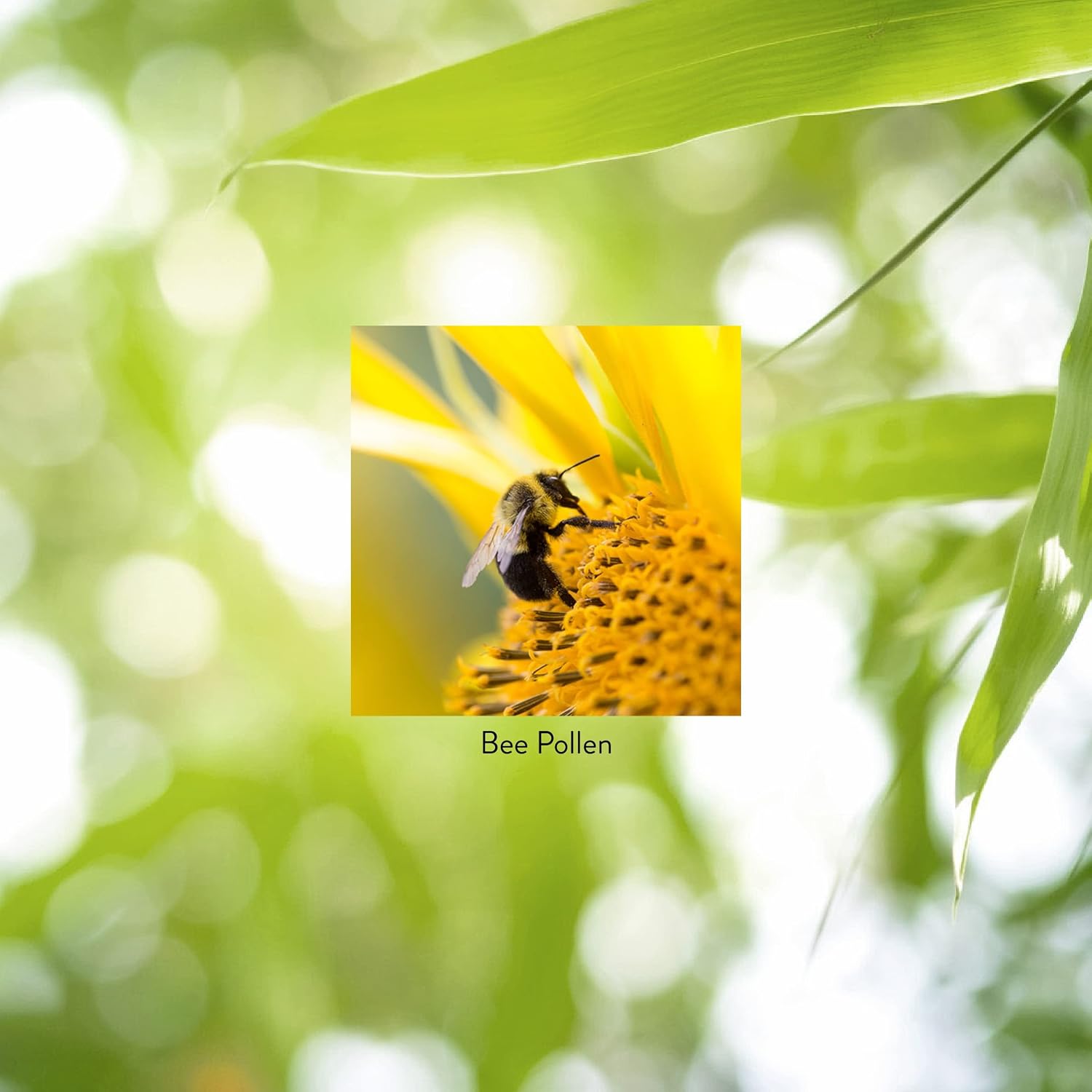 Nature's Sunshine Polen de Abeja, 100 Cápsulas
