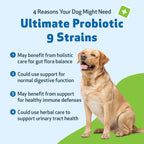 Pet Wellbeing Ultimate Probiotic 9 Cepas para Perros y Gatos - Apoyo Natural para la Digestión y Salud Urinaria 160 g