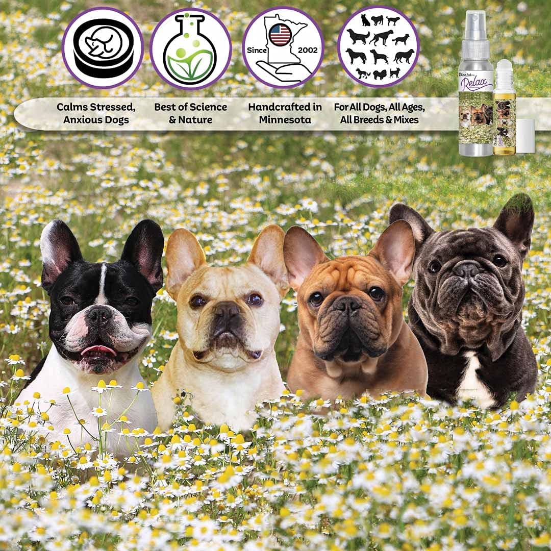 The Blissful Dog French Bulldog Relax Aromatherapy Spray - Spray calmante para perros (80 ml)