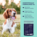Masticables Probióticos para Perros Moe's – Sabor Calabaza, 90 unidades