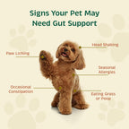 Spirited Paw Probiótico + Salud Intestinal - Apoyo Digestivo e Inmunológico para Perros y Gatos - Mezcla de Prebiótico, Probiótico y Postbiótico con Trigo Sarraceno Orgánico y Fibra de Raíz de Achicoria - 90 Cápsulas