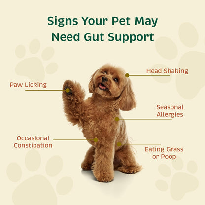 Spirited Paw Probiótico + Salud Intestinal - Apoyo Digestivo e Inmunológico para Perros y Gatos - Mezcla de Prebiótico, – Image 4