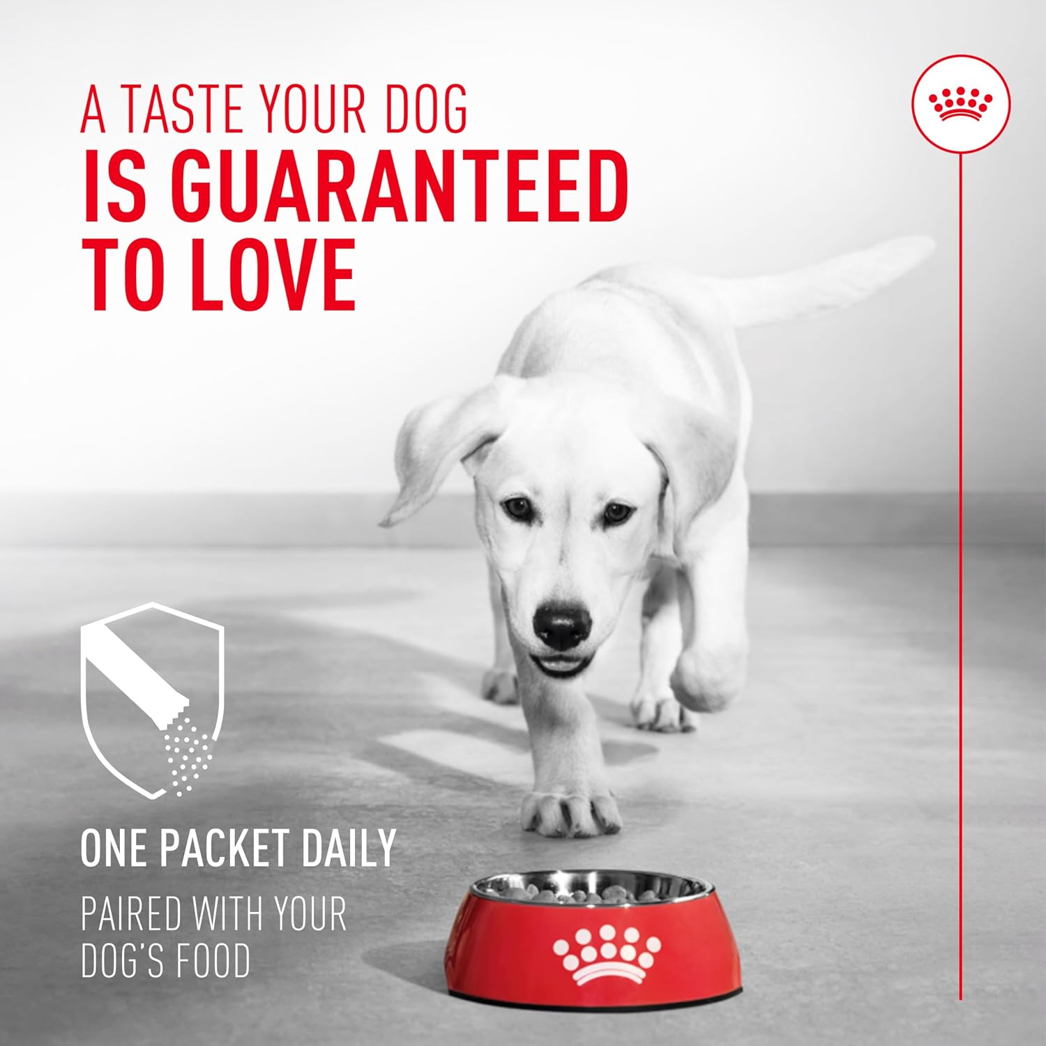 Royal Canin Probióticos para Perros, Salud Digestiva e Inmunitaria, Suplemento en Polvo para Perros de Todas las Edades, 7 Sobres
