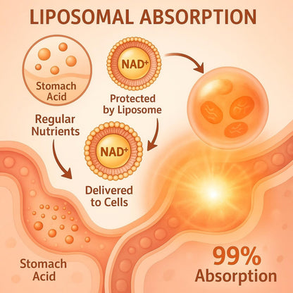LIGUSTERI 1500 mg NAD+ Liposomal con TMG, – Defensa antioxidante: El TMG actúa como donante de metilo y ayuda a – Image 3