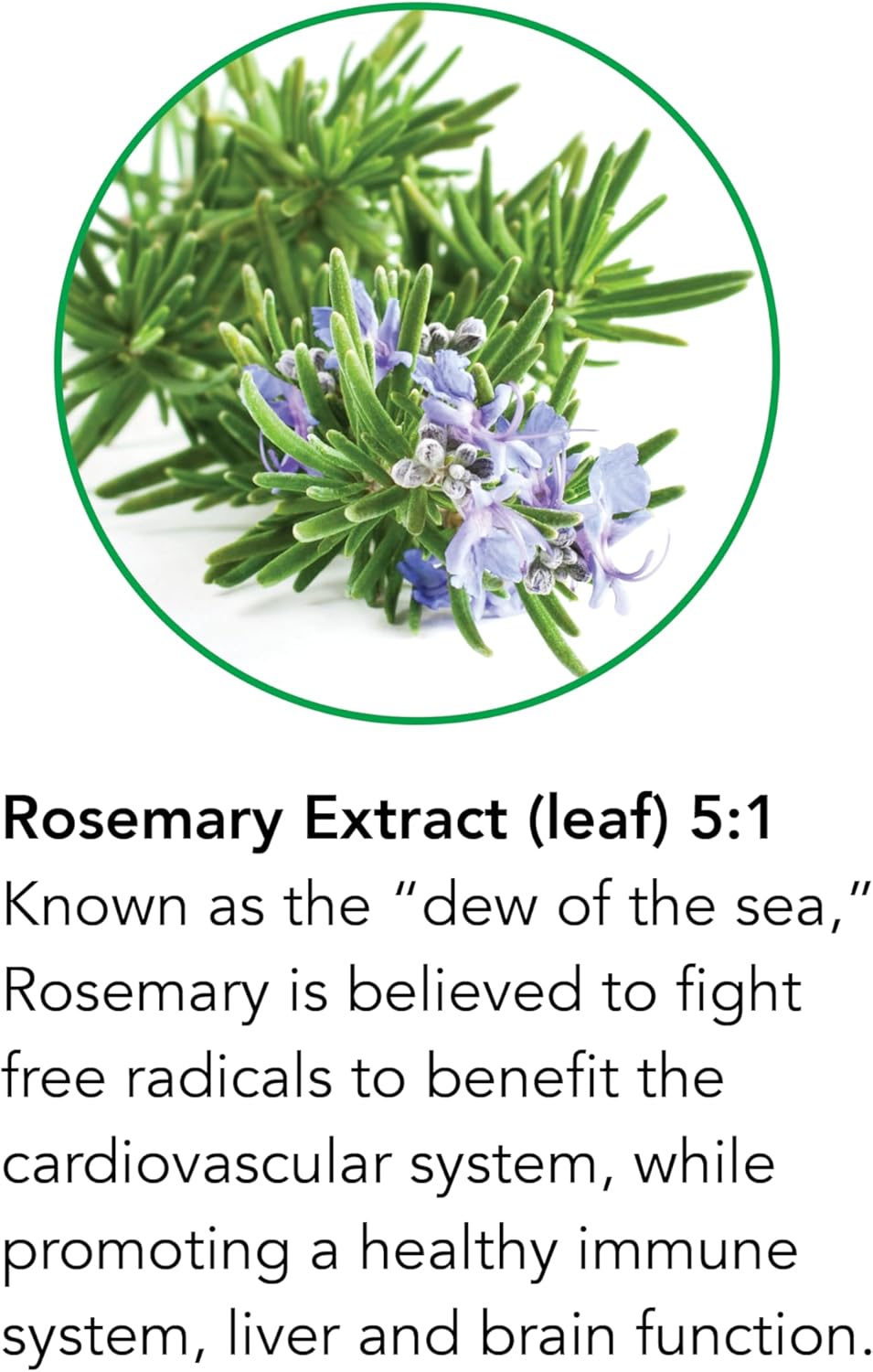Botanic Choice Rosemary Leaf Liquid Extract, 1 Fluid Ounce