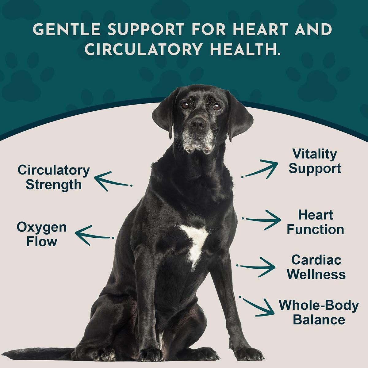 Animal Essentials Heart Health para Perros y Gatos - Suplemento Cardiovascular, Espino Blanco Orgánico, Tintura Herbal - 60 – Image 3