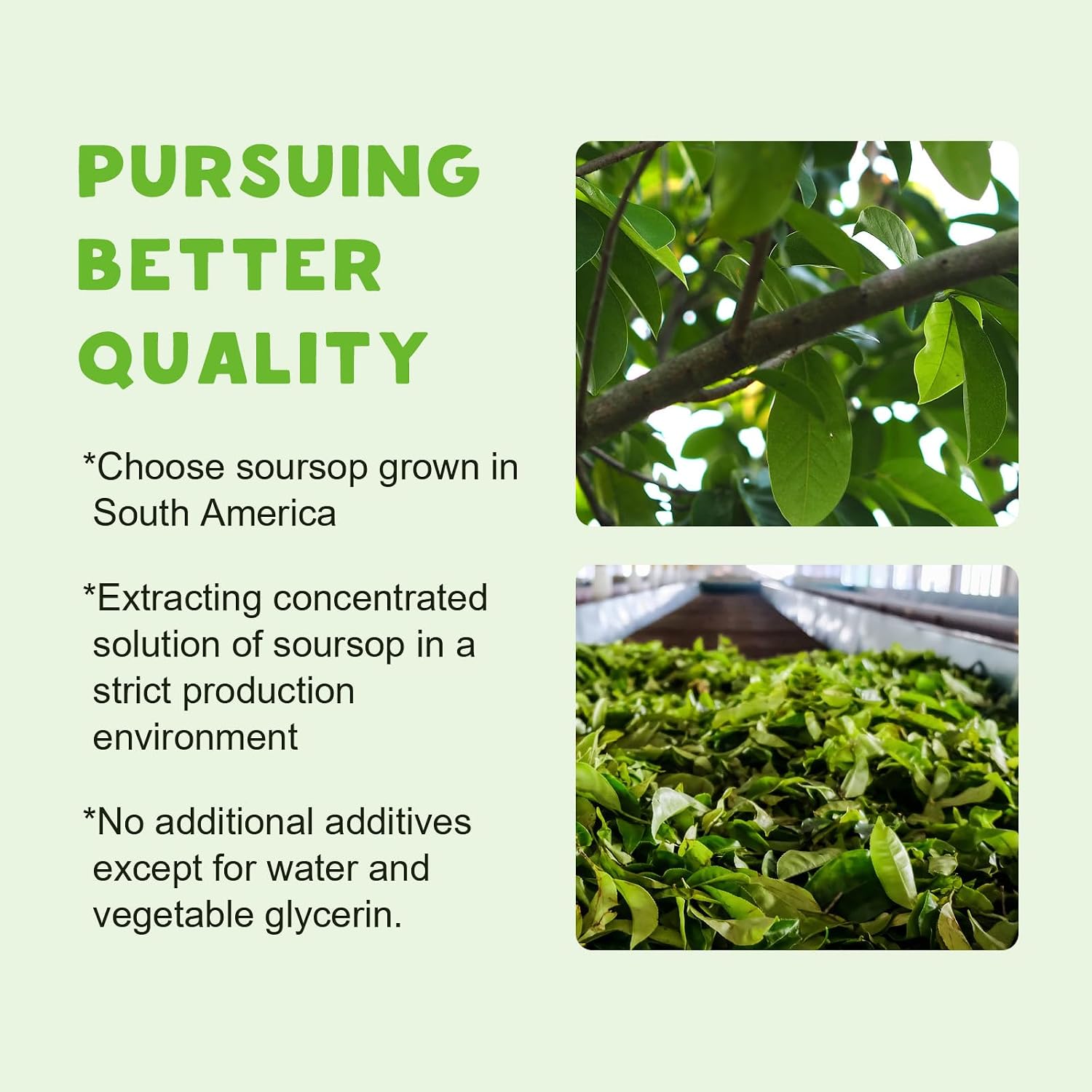 Gotas Orgánicas de Soursop Graviola - Extracto Líquido Puro con Sabor a Manzana - 60 ml (30 Días Vegano)