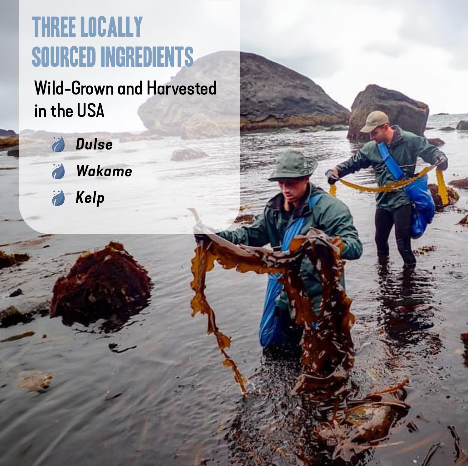 Dr. Cowan’s Garden Algas Marinas Salvajes - Polvo de Dulse, Wakame y Kelp - 20 Raciones