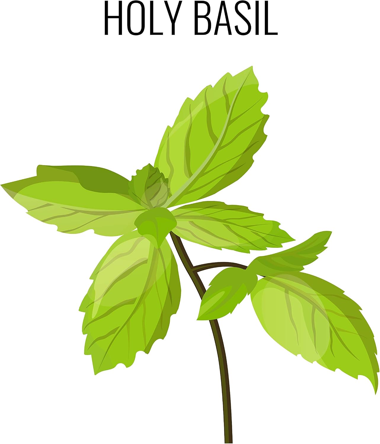 Cedar Bear - Holy Basil Leaf (Tulsi) - Adaptogen Liquid Supplement, 30 ml