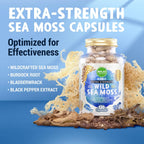 MAJU Wild Irish Sea Moss Cápsulas 4 en 1 (120ct) con Bladderwrack y Bardana