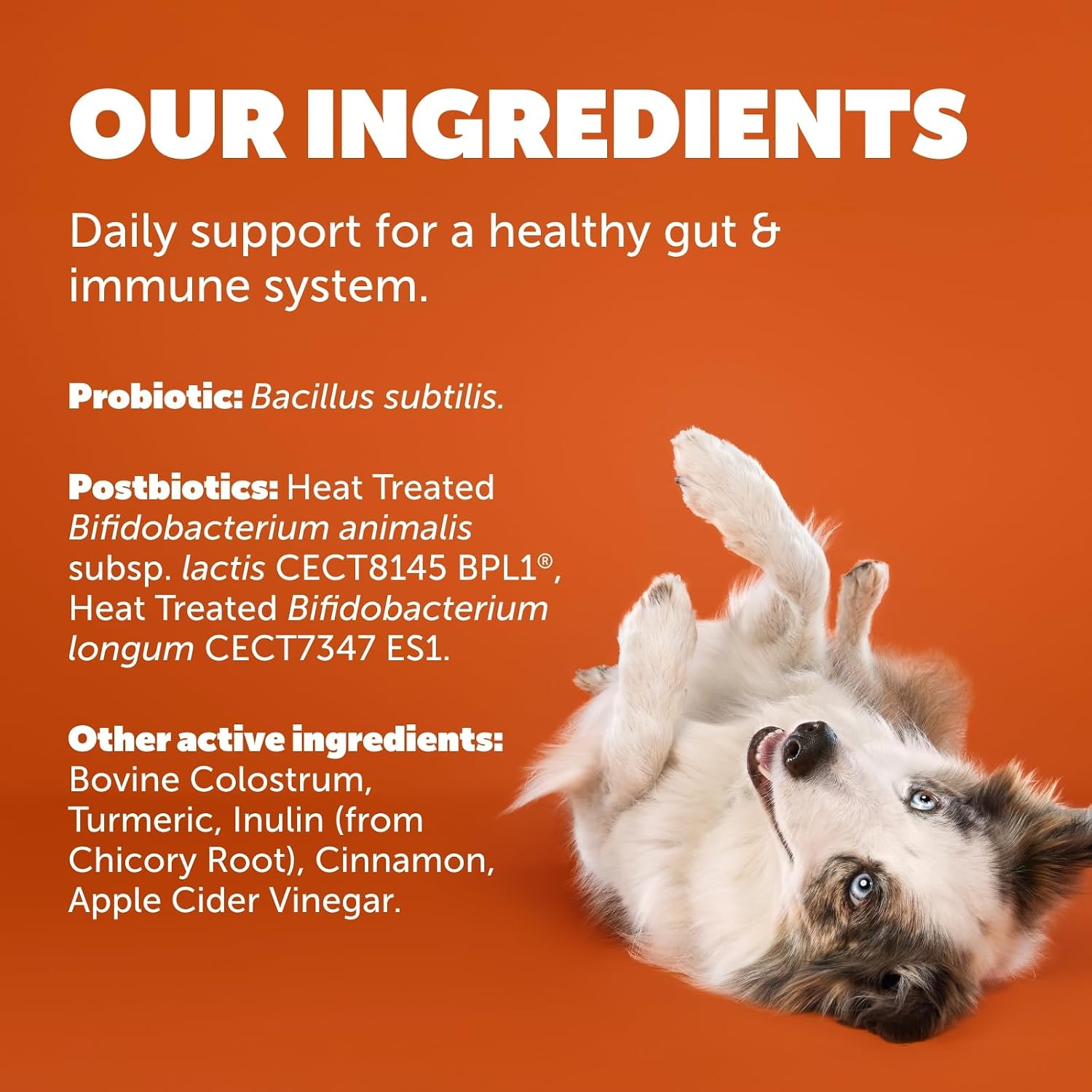 Protexin Daily Care Gut+ Immunity – 60 Masticables para Perros, Sabor Pavo y Arándano