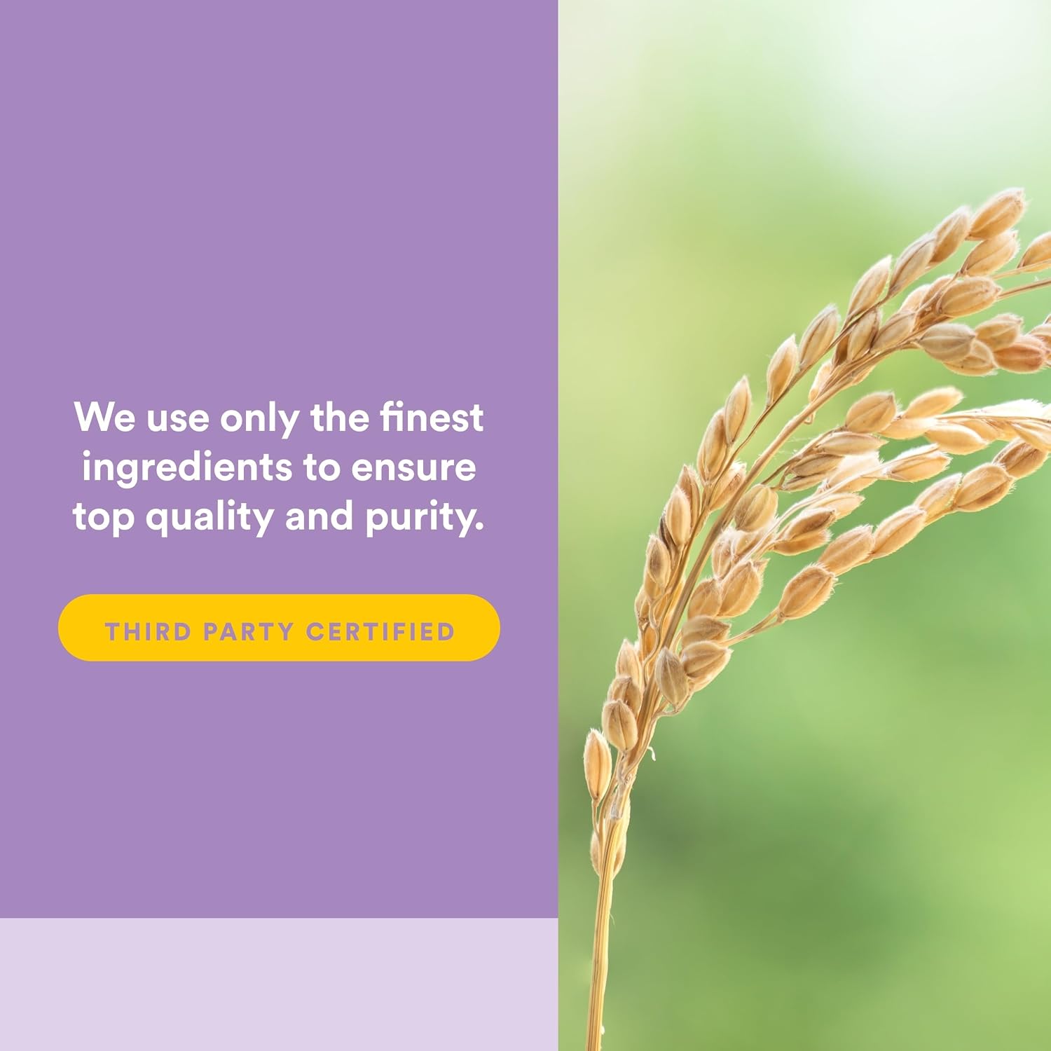 Natural Factors Pharma GABA - 60 Cápsulas Vegetarianas
