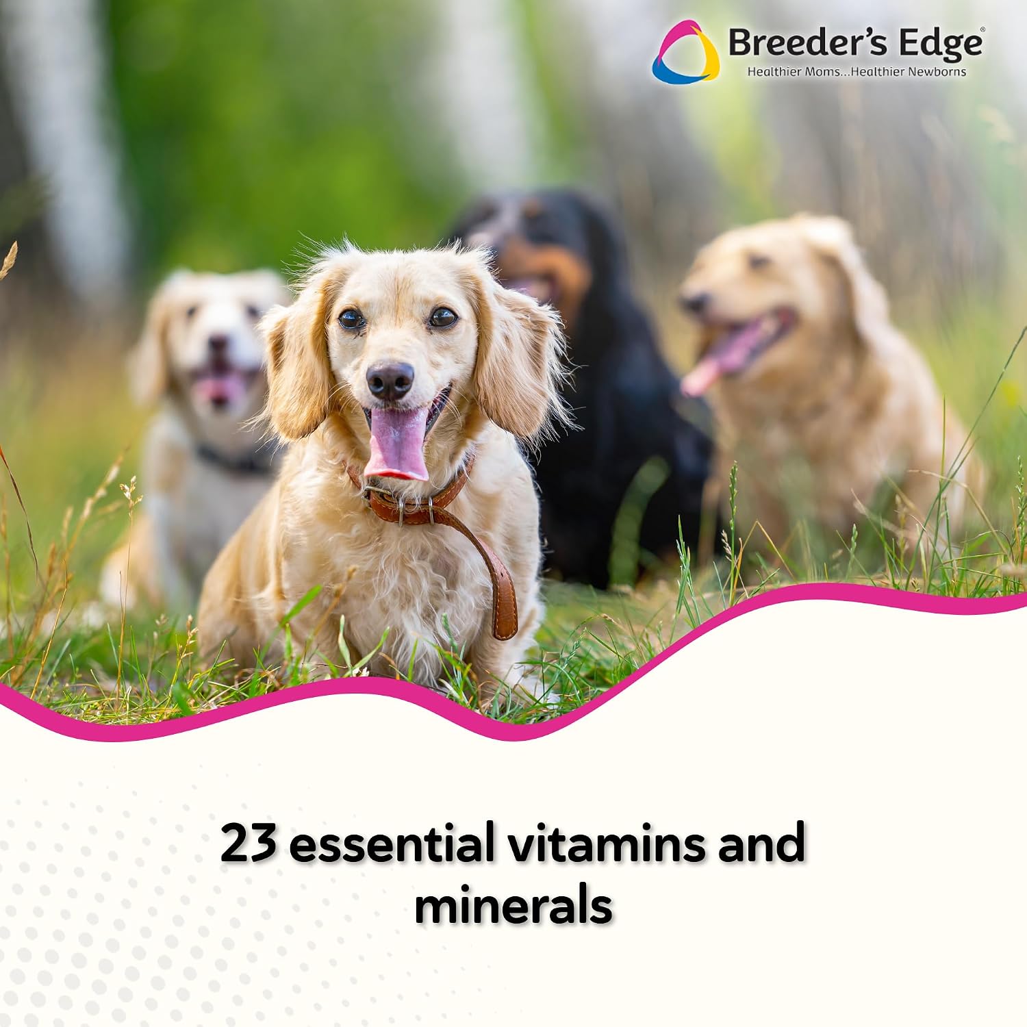 Breeder's Edge In Between for Her, Suplemento multivitamínico diario para perros y gatos reproductores, 90 comprimidos para gatos y perros pequeños