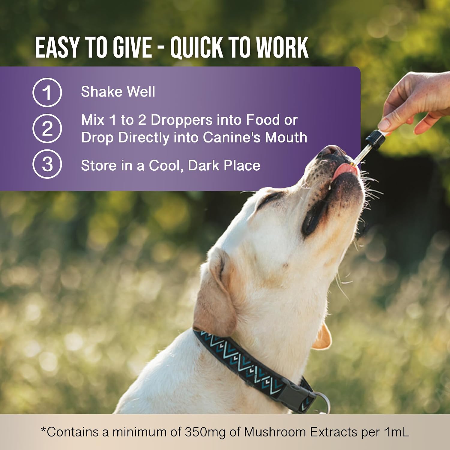 MycoDog Clarity - Complemento para la función cognitiva en perros mayores